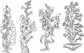 Image result for Scrophulariaceae