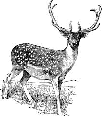 Black And White Deer Clipart Images Deer Clipart Etc Deer Illustration Animal Illustration Art