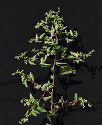 Image result for Rhamnaceae