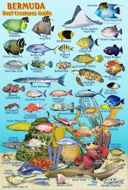 bermuda reef creatures guide franko maps laminated fish card