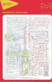Huge Metabolic Pathways Poster For Download Interactive