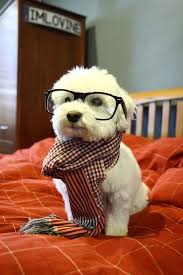 Hipster Dog Hipster Dog Cute Animal Photos Adorable Cute Animals