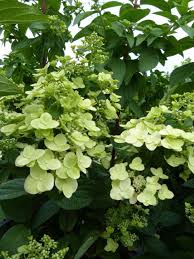 Am citit in mai multe locuri, ca vanille fraise se deschide alb la inceputul verii si apoi incepe sa se inroseasca. Hydrangea Paniculata Mega Mindy R Rispen Hortensie Haussermann Stauden Und Geholze