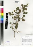 Image result for Phaulopsis