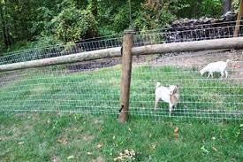 Electric fence take 2 aka adventures of elisabeth the incredible jumping goat. Farm Fencing
