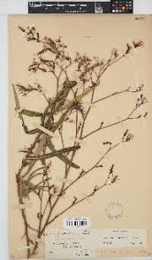 Image result for Hypericophyllum compositarum