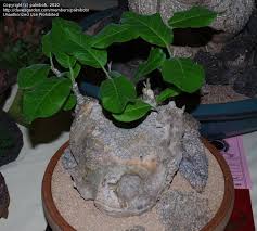 Image result for Fockea multiflora