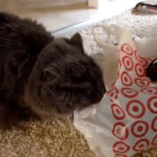And They Will Very Intensely Lick Those Plastic Bags Cats Cat Behavior Animal Stories