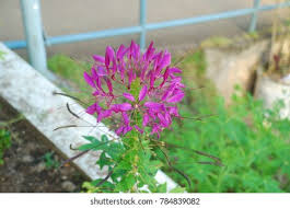 Image result for Cleome spinosa