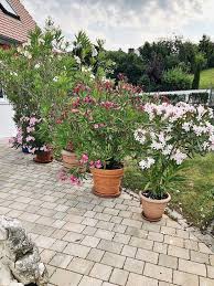 Bambus pflanzen werden in deutschen gärten immer beliebter. Oleander Pflegen Dungen Schneiden Uberwintern Alle Tipps Infos