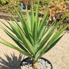 Image result for Yucca gigantea