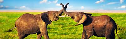 Play tangled double trouble game on gogy! Luxury Cruises To Kenya Panache Cruises
