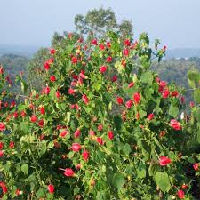 Image result for Malvaviscus arboreus