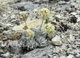 Image result for Eriosema pauciflorum