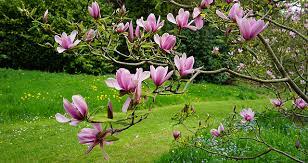 Define Magnolia Noun And Get Synonyms What Is Magnolia Noun Magnolia Noun Meaning Pronunciation And More By Macm Macmillan Dictionary Magnolia Flowers