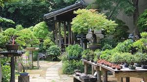 Saitama Travel Omiya Bonsai Village Bonsai Garden Bonsai Japanese Garden