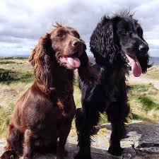 Black And Brown Working Cocker Spaniel Log In Instagram Working Cocker Cocker Spaniel Puppies Spaniel Puppies