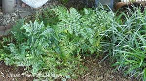 Image result for Rumohra