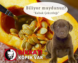 Kopeklerde Ic Parazit Nasil Anlasilir