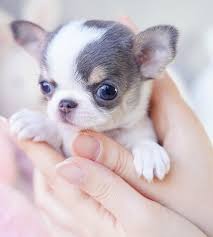 Please visit our financing page here for more information. Boutique Teacup Puppies Store Teacup Chihuahua Puppies Teacup Puppies Chihuahua Puppies For Sale