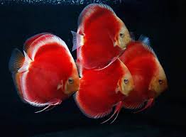 Discus Cichlid Photo Found Online Discus Fish Tropical Freshwater Fish Tropical Fish Aquarium