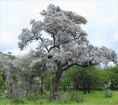 Image result for Terminalia sericea