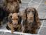 Mini Chocolate And Tan Dachshund