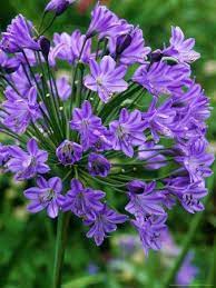 Pin By Joyce Maas Alexander On Passo Nel Mio Giardino African Lily Outdoor Flowers Agapanthus