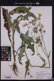 Image result for Sonchus bipontini