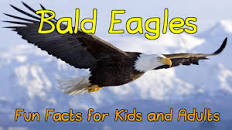 Image result for 5 facts about bald eagles