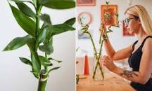 Image result for lucky bamboo bambu