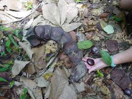 Image result for Entada gigas