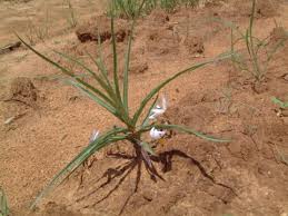 Image result for Walleria mackenziei