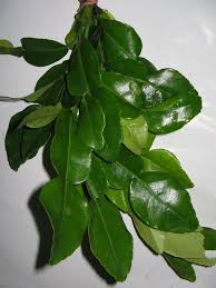 Ia juga digunakan sebagai bahan masakan dalam masakan thai. Nak Buat Skrub Limau Purut Sendiri Ini Cara Caranya Rileklah Com