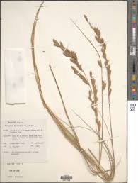 Image result for Halopyrum mucronatum