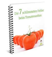So Pflanze Ich Tomaten Ein Tomatenanbau Tomaten Pflanzen Ingwer Pflanzen