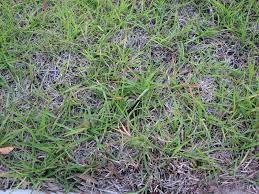 Check spelling or type a new query. Centipedegrass Overwatered Walter Reeves The Georgia Gardener
