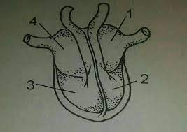 Serangan jantung sendiri terjadi ketika satu atau lebih arteri koroner anda tersumbat. Perhatikan Gambar Diatas Ruangan Dalam Jantung Yang Bertugas Memompa Darah Ke Paru Paru Brainly Co Id