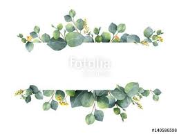 Watercolor Green Floral Banner With Silver Dollar Eucalyptus Leaves And Branches Isolated On White Background Aquarell Eukalyptus Blatter Bilder