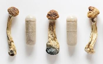 A. Type Of Mushroom Species And Strain Potency