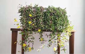 Image result for Rotala capensis