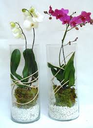 Phalaenopsis Orchid Design By Philippe De Stefano Flower Vase Arrangements Orchid Terrarium Repotting Orchids