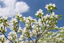 Most common flowering trees found in north and central florida. 5 Best Native Trees To Plant In Orlando Lawnstarter