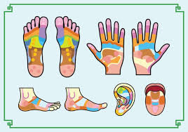 Free Reflexology Chart Download Free Vectors Clipart