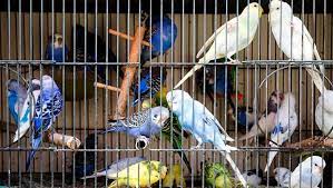 pin by mery mery on hayvan dunyasi pet owners pets budgies