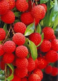 Epingle Par Nicole Brunner Sur Farmers Market Litchi Fruit Fruits Legume Exotique