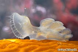 Image result for Melinis subglabra