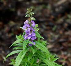 Angelonia Wikipedia Plants Flowers Plant Decor