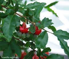 Image result for Ochna atropurpurea