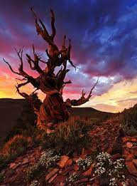 9 Photos Of The Oldest Trees On The Planet Older Than The Pyramids In Egypt Love The Dramatic Sky Bristlecone Pine Forest Bristlecone Pine Beautiful Tree